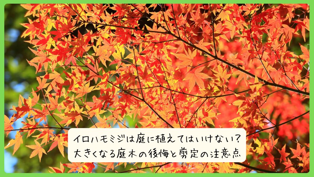 イロハモミジは庭に植えてはいけない？大きくなる庭木の後悔と剪定の注意点