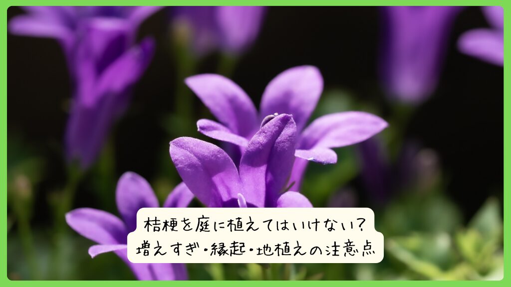 桔梗を庭に植えてはいけない？増えすぎ・縁起・地植えの注意点