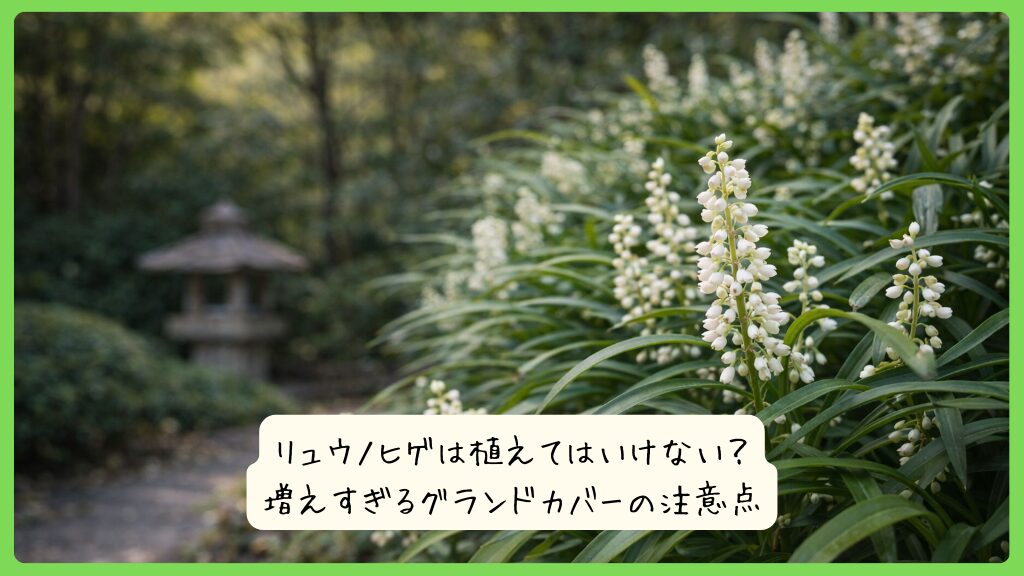 リュウノヒゲは植えてはいけない？増えすぎるグランドカバーの注意点
