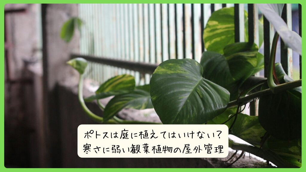 ポトスは庭に植えてはいけない？寒さに弱い観葉植物の屋外管理