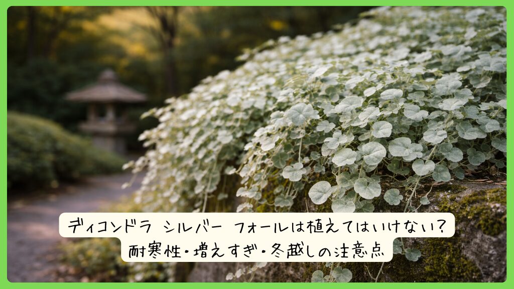 ディコンドラ シルバー フォールは植えてはいけない？耐寒性・増えすぎ・冬越しの注意点