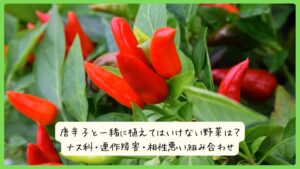 唐辛子と一緒に植えてはいけない野菜は？ナス科・連作障害・相性悪い組み合わせ