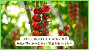 トマトと一緒に植えてはいけない野菜｜相性が悪い組み合わせと家庭菜園の注意点