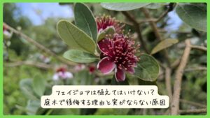 フェイジョアは植えてはいけない？庭木で後悔する理由と実がならない原因