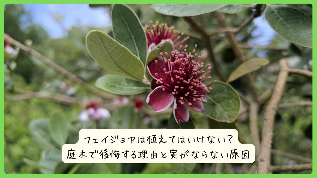 フェイジョアは植えてはいけない？庭木で後悔する理由と実がならない原因