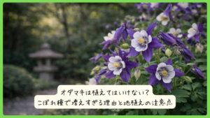 オダマキは植えてはいけない？こぼれ種で増えすぎる理由と地植えの注意点
