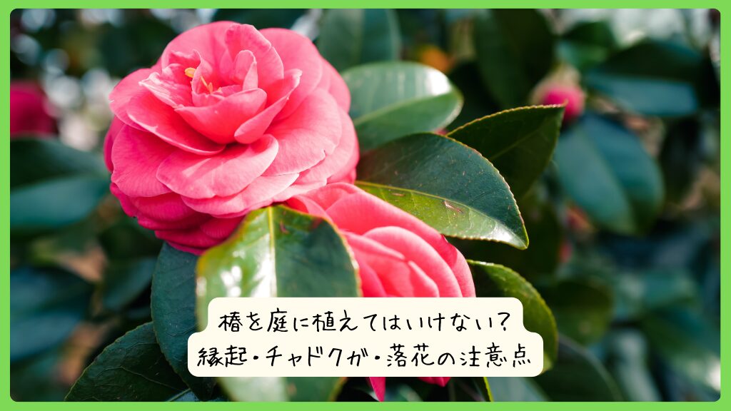 椿を庭に植えてはいけない？縁起・チャドクガ・落花の注意点