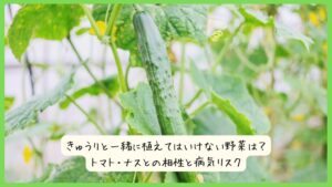 きゅうりと一緒に植えてはいけない野菜は？トマト・ナスとの相性と病気リスク
