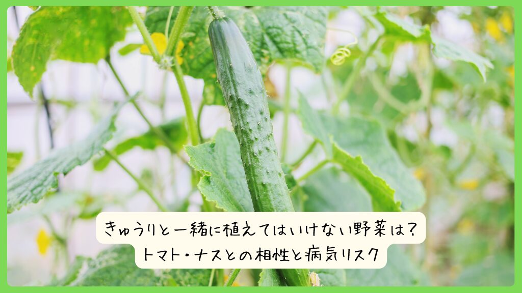 きゅうりと一緒に植えてはいけない野菜は？トマト・ナスとの相性と病気リスク