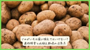 じゃがいもは庭に植えてはいけない？連作障害と地植え栽培の注意点