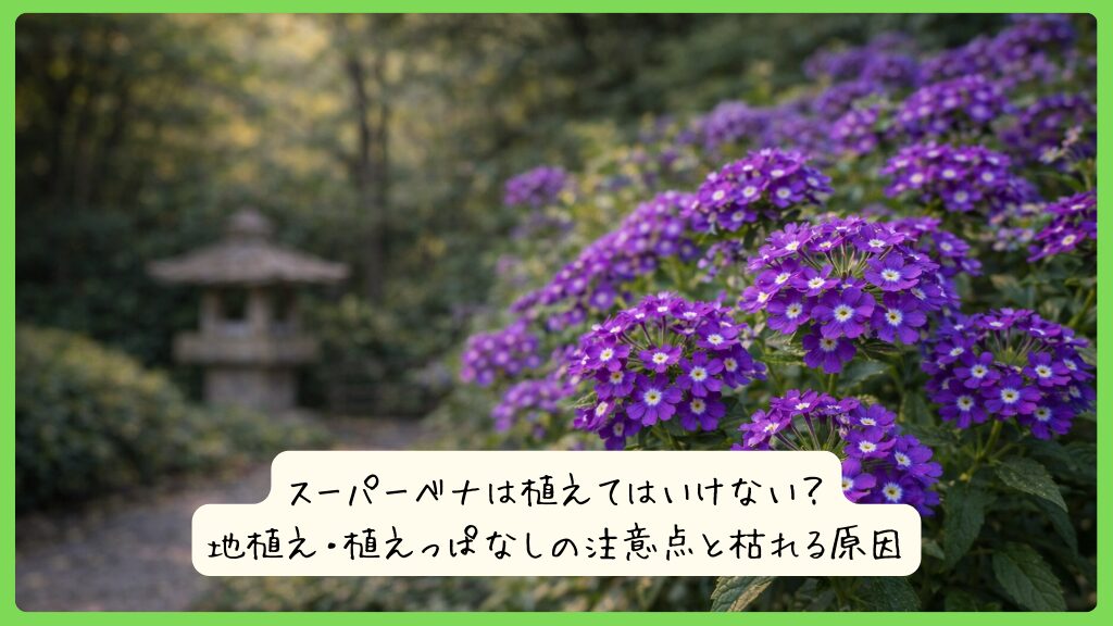 スーパーベナは植えてはいけない？地植え・植えっぱなしの注意点と枯れる原因