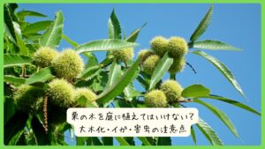 栗の木を庭に植えてはいけない？大木化・イガ・害虫の注意点