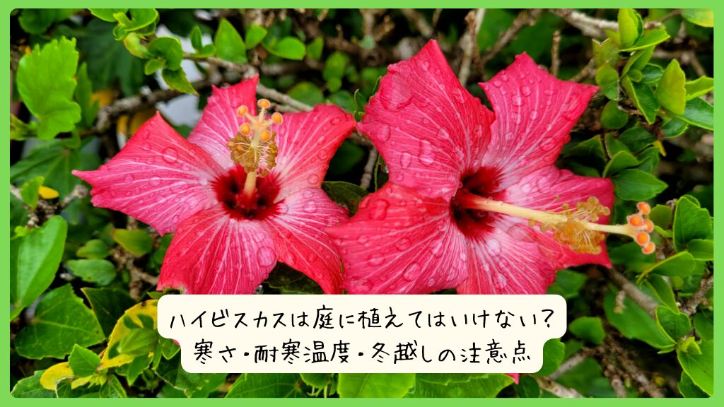 ハイビスカスは庭に植えてはいけない？寒さ・耐寒温度・冬越しの注意点