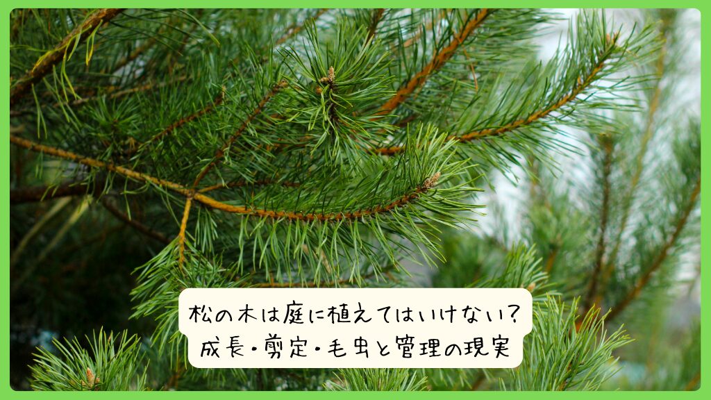 松の木は庭に植えてはいけない？成長・剪定・毛虫と管理の現実