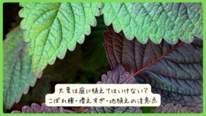 大葉は庭に植えてはいけない？こぼれ種・増えすぎ・地植えの注意点