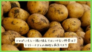 じゃがいもと一緒に植えてはいけない野菜は？トマト・ナスとの相性と病気リスク