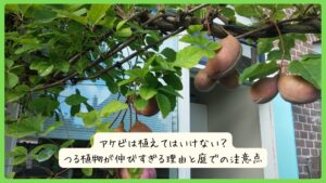 アケビは植えてはいけない？つる植物が伸びすぎる理由と庭での注意点