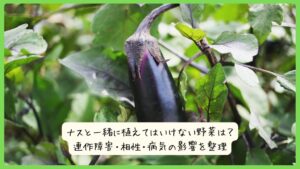 ナスと一緒に植えてはいけない野菜は？連作障害・相性・病気の影響を整理